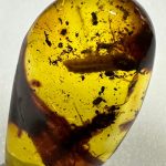 El Museo Mundo del Ambar - La Trayectoria de una Institución Comprometida con la Comunidad y la Ciencia 5 La Trayectoria de una Institucion Comprometida con la Comunidad y la Ciencia 2